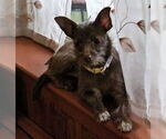 Small #5 Chihuahua Mix