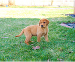 Small Photo #7 Labrador Retriever Puppy For Sale in SYRACUSE, IN, USA