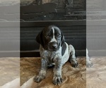 Puppy Dark blue German Shorthaired Pointer