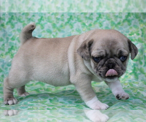 Pug Puppy for sale in SALINA, KS, USA