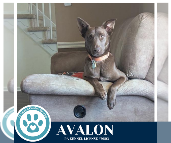 Medium Photo #5 Labsky Puppy For Sale in Kimberton, PA, USA