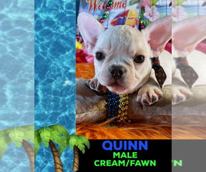 French Bulldog Puppy for sale in HEATHROW, FL, USA