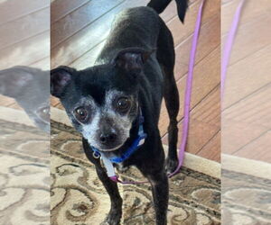 Chihuahua Dogs for adoption in Gloversville, NY, USA