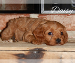 Small Photo #7 Cavapoo Puppy For Sale in LEBANON, PA, USA