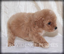 Small Photo #9 Poodle (Miniature) Puppy For Sale in COPPOCK, IA, USA