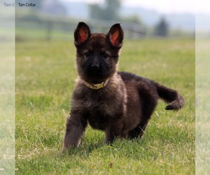 German Shepherd Dog Puppy for Sale in BLACK CREEK, Wisconsin USA
