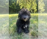Small #19 Poodle (Miniature)