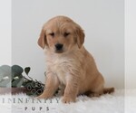 Small #4 Golden Retriever