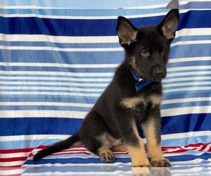 German Shepherd Dog Puppy for sale in LANCASTER, PA, USA