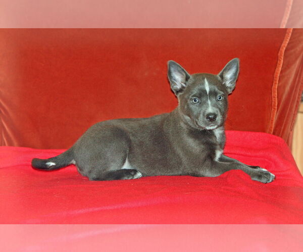 Medium Photo #5 Australian Kelpie-Unknown Mix Puppy For Sale in Rockaway, NJ, USA