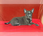 Small #4 Australian Kelpie Mix