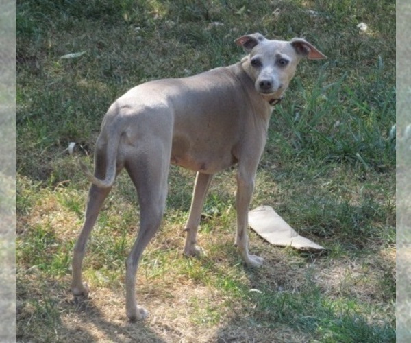 Medium Photo #1 Italian Greyhound Puppy For Sale in GRAHAM, WA, USA