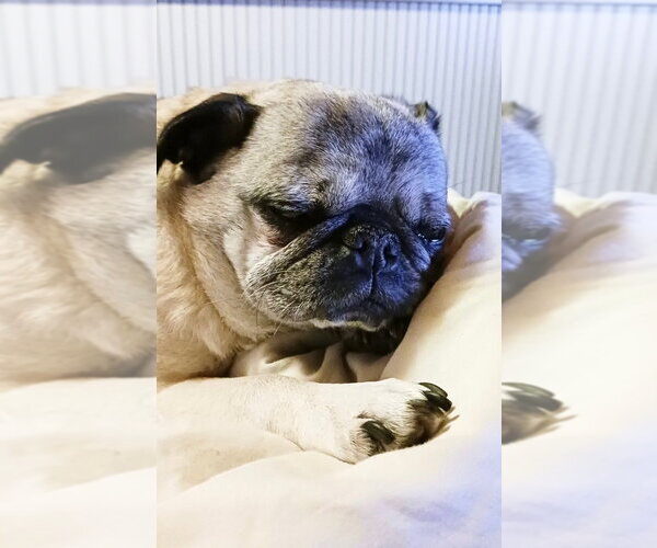 Medium Photo #1 Pug-Unknown Mix Puppy For Sale in Bellingham, WA, USA