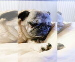 Small Pug Mix