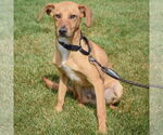 Small #2 Beagle-German Shepherd Dog Mix