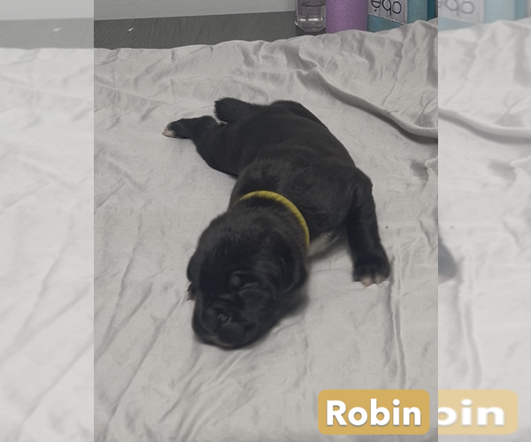 Medium Photo #3 Cane Corso Puppy For Sale in MOUNT MORRIS, MI, USA