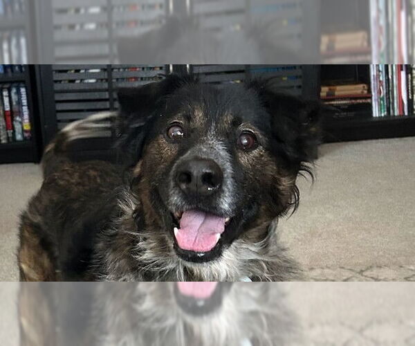 Medium Photo #2 Border-Aussie Puppy For Sale in Springdale, PA, USA
