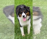 Small Photo #1 Australian Shepherd Puppy For Sale in BETHANY, CT, USA