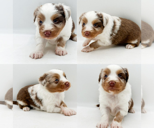 Miniature Australian Shepherd Puppy for sale in BROOKER, FL, USA