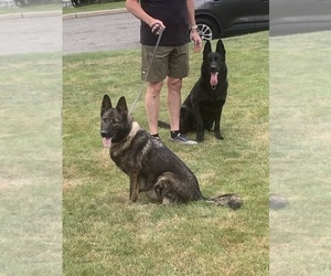 German Shepherd Dog Puppy for sale in MONROE, NY, USA