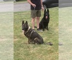 Small German Shepherd Dog