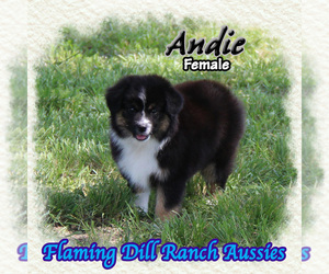 Miniature Australian Shepherd Puppy for Sale in FORESTBURG, Texas USA