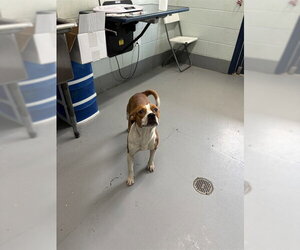 American Pit Bull Terrier-Unknown Mix Dogs for adoption in Corpus Christi, TX, USA