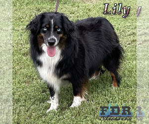 Mother of the Miniature Australian Shepherd puppies born on 07/24/2025