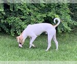 Small #54 Mutt