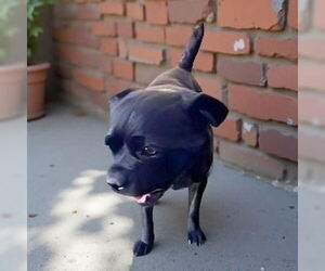 Pug-Unknown Mix Dogs for adoption in Pasadena, CA, USA