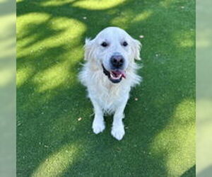 Golden Retriever Dogs for adoption in Salinas, CA, USA
