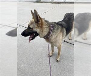 German Shepherd Dog Dogs for adoption in Houston, TX, USA