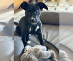 Small #3 American Pit Bull Terrier-Labrador Retriever Mix