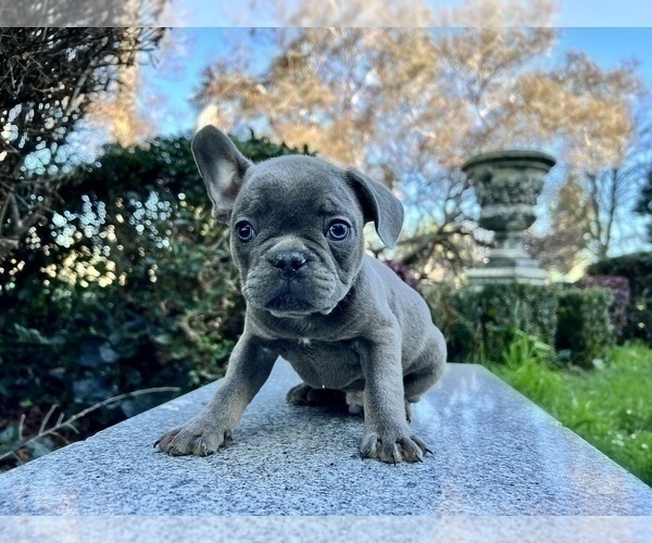 Medium Photo #224 French Bulldog Puppy For Sale in HAYWARD, CA, USA