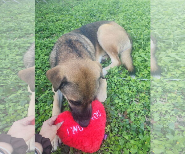 Medium Photo #3 Mutt Puppy For Sale in Fort Worth, TX, USA