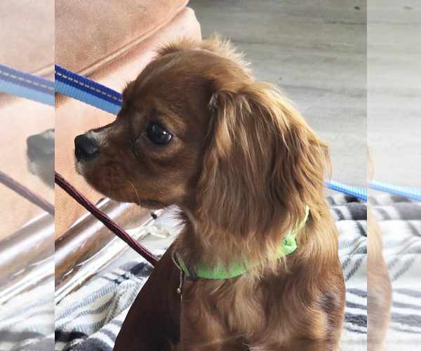 Medium Photo #1 Cavalier King Charles Spaniel Puppy For Sale in SPRING HILL, FL, USA