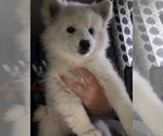 Small Photo #15 Miniature American Eskimo Puppy For Sale in OREGON CITY, OR, USA