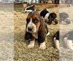 Puppy Boba Basset Hound