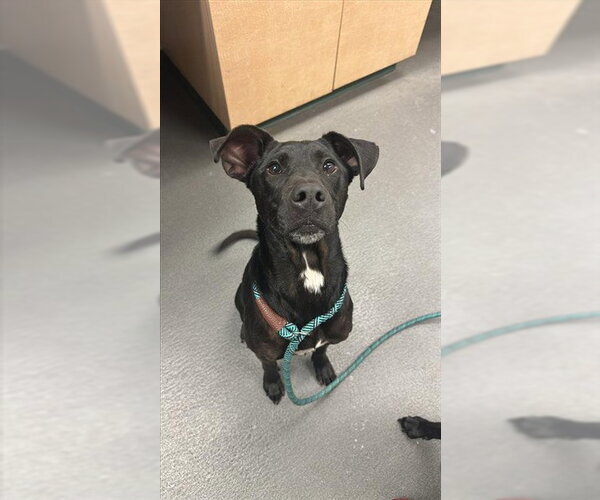Medium Photo #1 Labrador Retriever-Unknown Mix Puppy For Sale in Corpus Christi, TX, USA