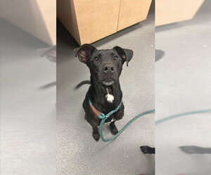 Labrador Retriever-Unknown Mix Dogs for adoption in Corpus Christi, TX, USA