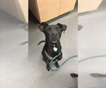 Small Labrador Retriever Mix