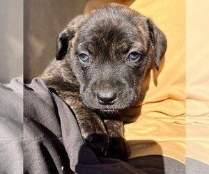 Mastiff-Unknown Mix Dogs for adoption in Dana Point, CA, USA