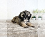 Small #4 ShihPoo