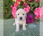 Puppy Blue Golden Retriever