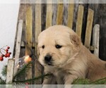 Small Photo #3 Golden Retriever Puppy For Sale in JONES, MI, USA
