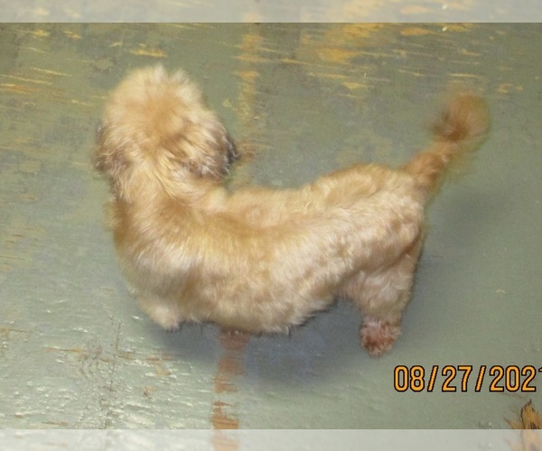 Medium Photo #5 Shih Tzu Puppy For Sale in CARROLLTON, GA, USA