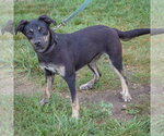 Small #3 German Shepherd Dog Mix