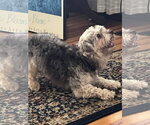 Small #1 Havanese
