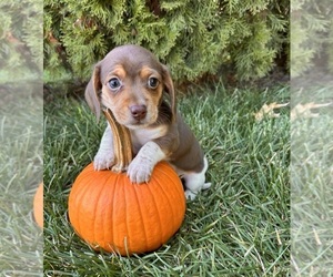 Dachshund Puppy for sale in MIDDLEBURY, IN, USA