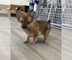Small Photo #2 Pomeranian Puppy For Sale in PARAGON, IN, USA